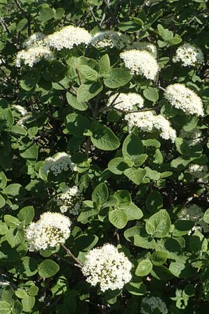 Viburnum lantana \ Wolliger Schneeball, D Neuleiningen 23.4.2020