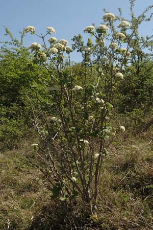 Viburnum lantana \ Wolliger Schneeball, D Neuleiningen 23.4.2020