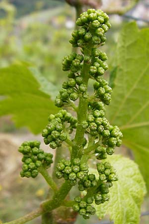 Vitis vinifera \ Weinrebe, D Östringen-Eichelberg 25.5.2015