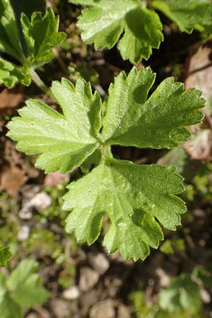 Geum ternatum \ Dreiblttrige Waldsteinie, Teppich-Ungarwurz / Siberian Barren Strawberry, D Bad Vilbel 25.3.2017