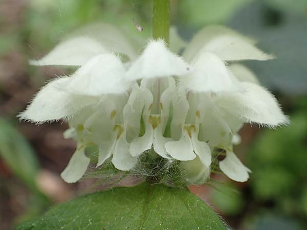 Lamium album \ Weie Taubnessel / White Dead-Nettle, D Stuttgart-Gaisburg 24.4.2018