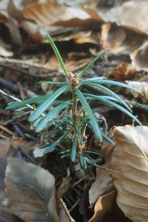 Abies alba \ Wei-Tanne, D Odenwald, Unterabtsteinach 18.11.2020