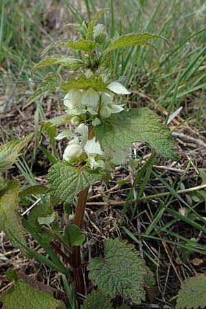 Lamium album \ Weie Taubnessel / White Dead-Nettle, D Hirschberg 15.4.2021