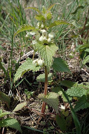 Lamium album \ Weie Taubnessel / White Dead-Nettle, D Hirschberg 15.4.2021