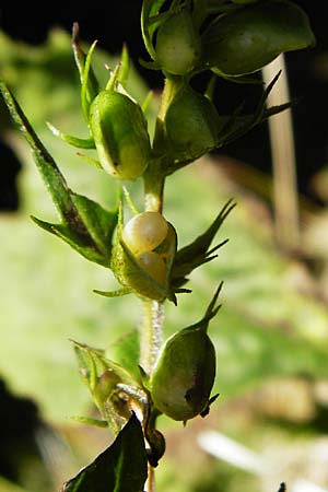 Melampyrum pratense \ Gewhnlicher Wachtelweizen, Wiesen-Wachtelweizen / Common Cow-Wheat, D Schwarzwald/Black-Forest, Hornisgrinde 5.8.2015