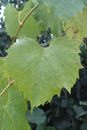 Vitis sylvestris ? \ Wilde Weinrebe, D Waghäusel 14.10.2016