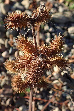 Xanthium albinum \ Ufer-Spitzklette / Riverside Cocklebur, D Dresden 2.11.2015