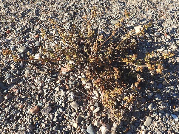 Xanthium albinum \ Ufer-Spitzklette / Riverside Cocklebur, D Dresden 2.11.2015