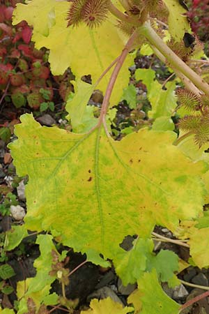 Xanthium saccharatum \ Zucker-Spitzklette, D Weißenthurm-Kaltenengers 27.9.2017