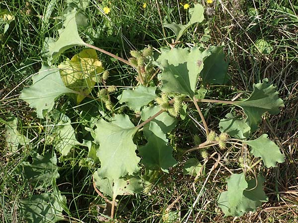 Xanthium albinum \ Ufer-Spitzklette / Riverside Cocklebur, D Brandenburg, Havelaue-Strodehne 17.9.2020