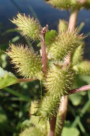 Xanthium albinum \ Ufer-Spitzklette / Riverside Cocklebur, D Brandenburg, Havelaue-Strodehne 18.9.2020