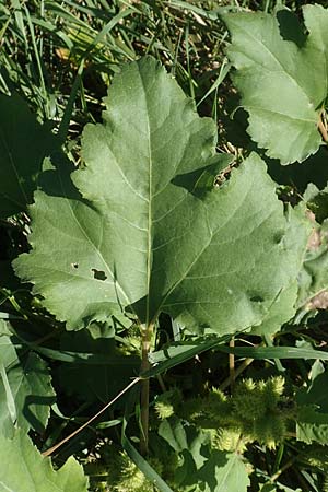 Xanthium albinum \ Ufer-Spitzklette / Riverside Cocklebur, D Sachsen-Anhalt, Havelberg 18.9.2020