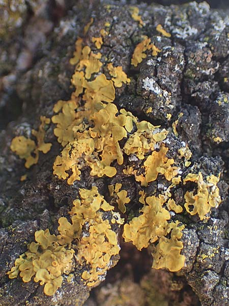 Xanthoria parietina ? \ Gewhnliche Gelb-Flechte, D Bochum 9.8.2021