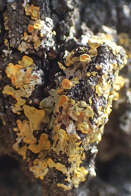 Xanthoria parietina ? \ Gewhnliche Gelb-Flechte / Yellow Lichen, D Bochum 9.8.2021