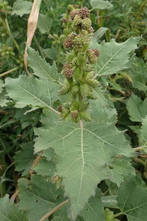 Xanthium strumarium \ Gewhnliche Spitzklette / Rough Cocklebur, Common Cocklebur, D Werne 11.7.2018