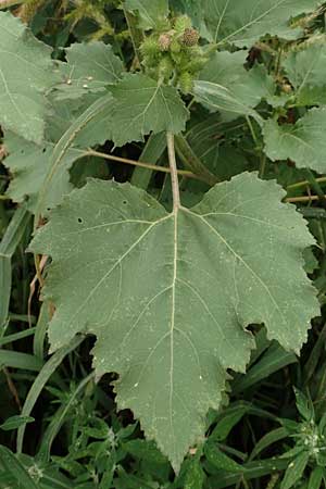 Xanthium strumarium \ Gewhnliche Spitzklette, D Werne 11.7.2018