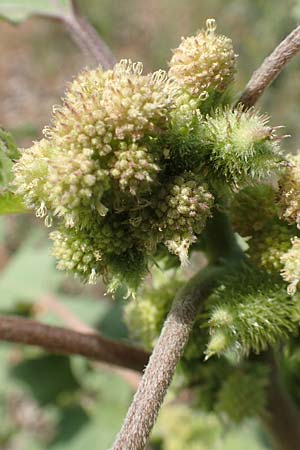 Xanthium strumarium \ Gewhnliche Spitzklette / Rough Cocklebur, Common Cocklebur, D Ludwigshafen 29.8.2018