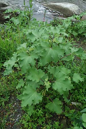 Xanthium strumarium \ Gewhnliche Spitzklette / Rough Cocklebur, Common Cocklebur, D Lorch am Rhein 28.7.2023