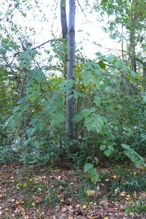 Paulownia tomentosa \ Blauglockenbaum, D Ketsch 7.10.2015