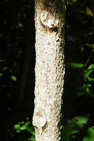 Aralia excelsa s.l. / Tall Spikenard, D Mannheim 1.7.2015