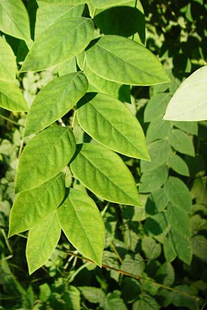 Aralia excelsa s.l. / Tall Spikenard, D Mannheim 1.7.2015