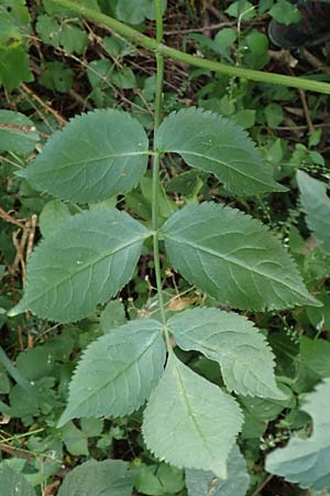 Sambucus nigra \ Schwarzer Holunder, D Ketsch 22.7.2015