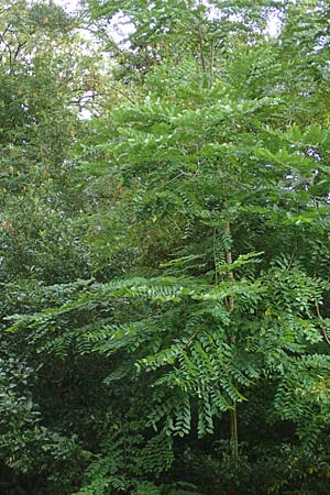 Aralia excelsa s.l. \ Hohe Aralie / Tall Spikenard, D Mannheim 18.8.2015