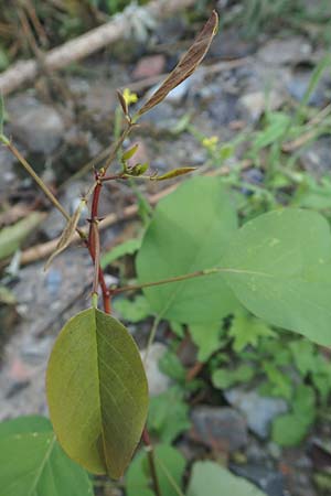 Robinia pseudoacacia \ Robinie, D Mannheim,  Friesenheimer Insel 9.9.2015