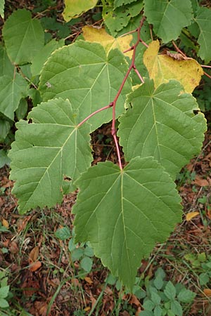 Paulownia tomentosa \ Blauglockenbaum, D Ketsch 7.10.2015