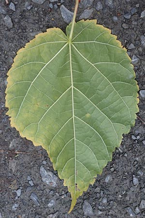 Paulownia tomentosa / Princess Tree, Foxglove Tree, D Ketsch 7.10.2015