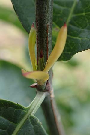 Euonymus europaeus \ Gewhnliches Pfaffenhtchen / Spindle, D Mannheim 7.11.2015