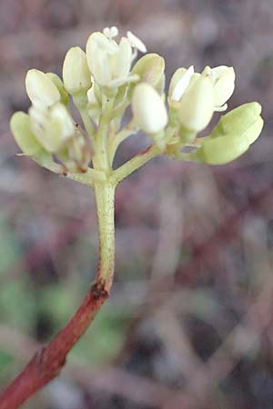 Cornus sanguinea \ Blutroter Hartriegel, Roter Hartriegel, D Mannheim 10.1.2016