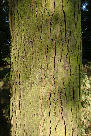 Gleditsia triacanthos / Honey Locust, D Mannheim 14.9.2016