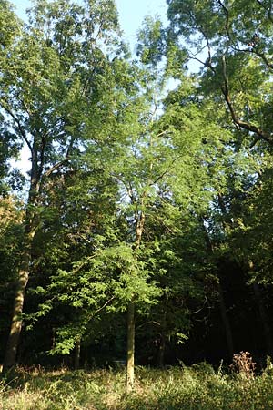 Gleditsia triacanthos / Honey Locust, D Mannheim 14.9.2016