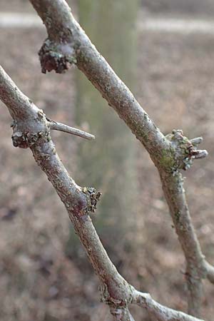 Gleditsia triacanthos \ Amerikanische Gleditschie, Lederhlsenbaum, D Mannheim 29.1.2017