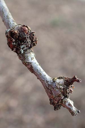 Gleditsia triacanthos / Honey Locust, D Mannheim 29.1.2017