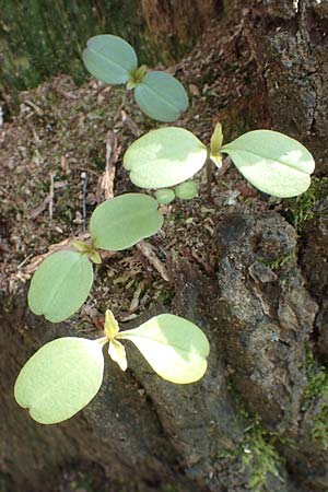 Impatiens parviflora \ Kleinbltiges Springkraut / Small Balsam, D Frankfurt-Rödelheim 25.3.2017