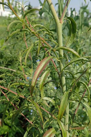 Epilobium brachycarpum \ Kurzfrchtiges Weidenrschen, D Ludwigshafen 10.6.2018