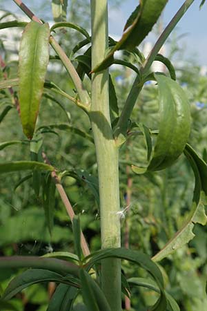 Epilobium brachycarpum \ Kurzfrchtiges Weidenrschen / Panicled Willowherb, Tall Annual Willowherb, D Ludwigshafen 10.6.2018