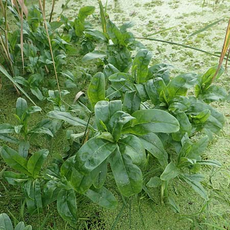 Myosotis scorpioides agg. \ Sumpf-Vergissmeinnicht, D Brandenburg, Havelaue-Gülpe 16.9.2020