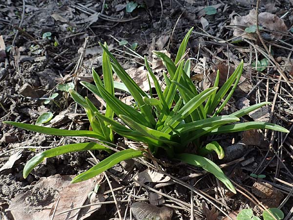 Hyacinthoides hispanica x non-scripta \ Hybrid-Hasenglckchen, D Ludwigshafen 8.3.2021