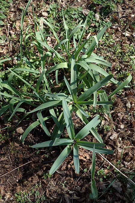 Allium cristophii \ Stern-Kugellauch, Stern von Persien, D Mannheim-Pfingstberg 24.3.2021