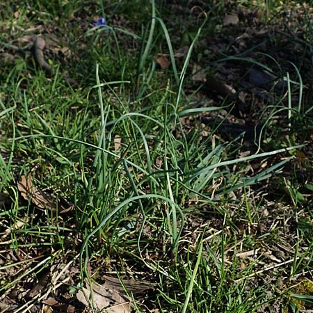 Allium oleraceum \ Ross-Lauch / Field Garlic, D Ludwigshafen 24.3.2021