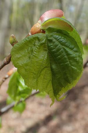 Tilia cordata / Small-Leaved Lime, D Mannheim-Pfingstberg 12.4.2021