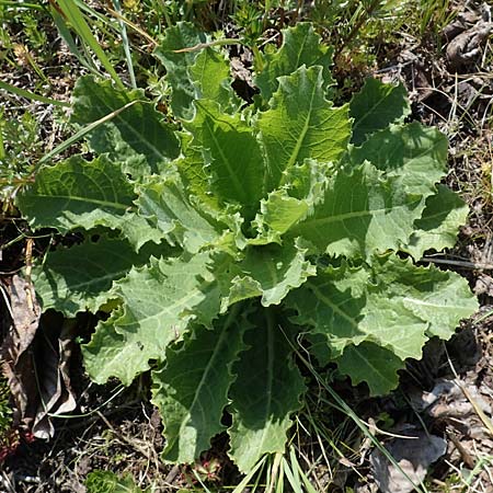 Lactuca virosa \ Gift-Lattich / Great Lettuce, D Kehl 17.4.2021