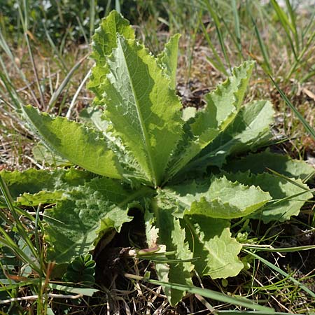 Lactuca virosa / Great Lettuce, D Kehl 17.4.2021