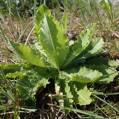 Lactuca virosa \ Gift-Lattich / Great Lettuce, D Kehl 17.4.2021