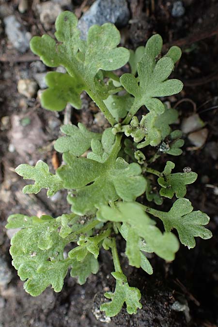 Artemisia absinthium \ Wermut / Wormwood, D Mannheim 19.5.2021