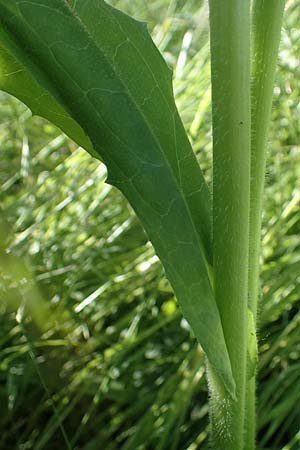 Cichorium intybus / Chicory, D Kehl 1.6.2021