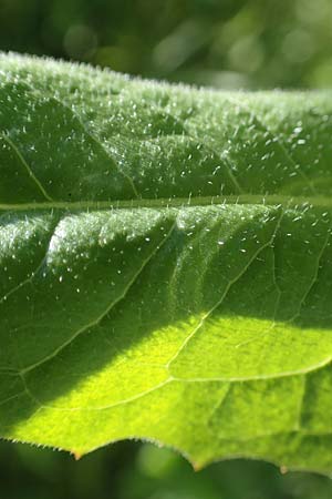 Cichorium intybus \ Gemeine Wegwarte, Zichorie / Chicory, D Kehl 1.6.2021